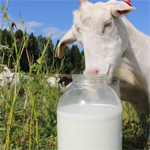 натуральное молоко